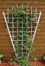Estate Trellis