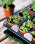 2" Self-Watering Transplant Pots, Set of 40