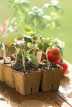 4" Cowpots, Set of 12