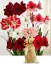 Amaryllis in Gift Bag