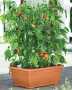 Organic Tomato Success Kit, Green