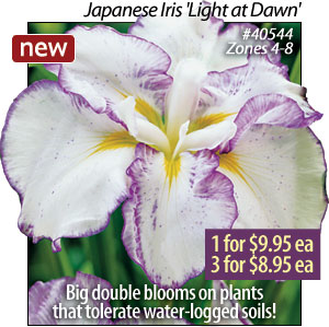 Light At Dawn Iris