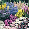 flower gardening link