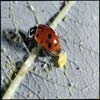 pest control link